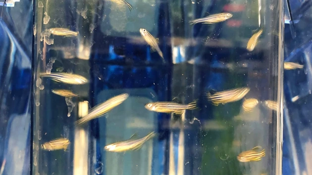 Zebra fish swimming in an aquarium.